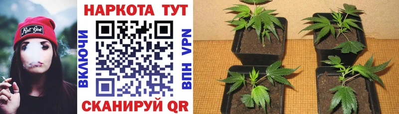 Где можно купить наркотики Новотроицк Галлюциногенные грибы АМФЕТАМИН ГАШИШ Марихуана